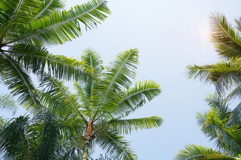 Tropical Landscaping