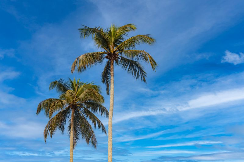 Plant Variety and Size