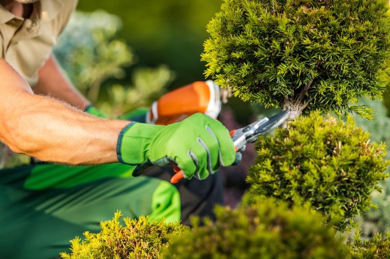 Tree and Shrub Care